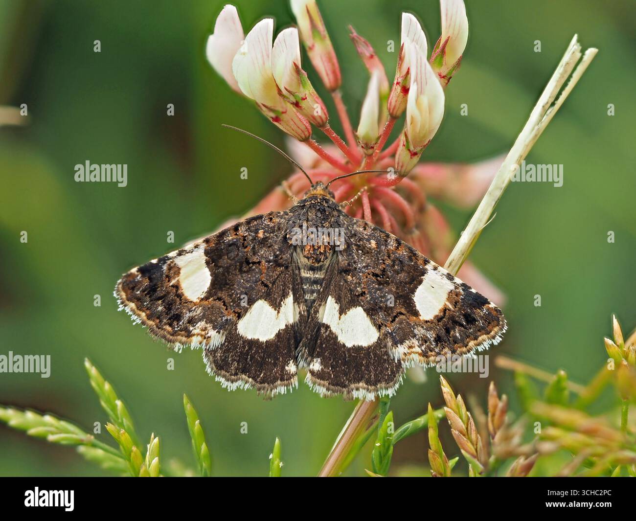 Vierfleckige Motte (Tyta luctuosa) bei Tageslicht auf Wickentypblume auf der Wiese auf den Hügeln oberhalb von Florenz Italien Stockfoto