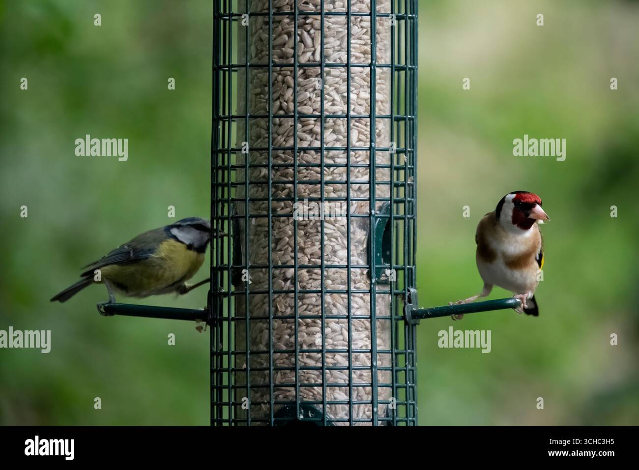 Der Europäische Goldfinch (Carduelis carduelis), ein kleiner Passerinvogel aus der Familie der finken. Stockfoto