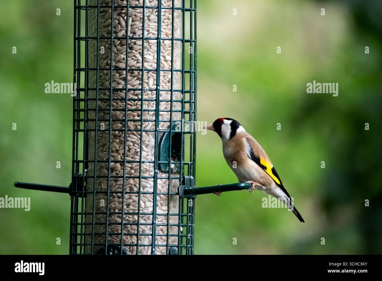 Der Europäische Goldfinch (Carduelis carduelis), ein kleiner Passerinvogel aus der Familie der finken. Stockfoto