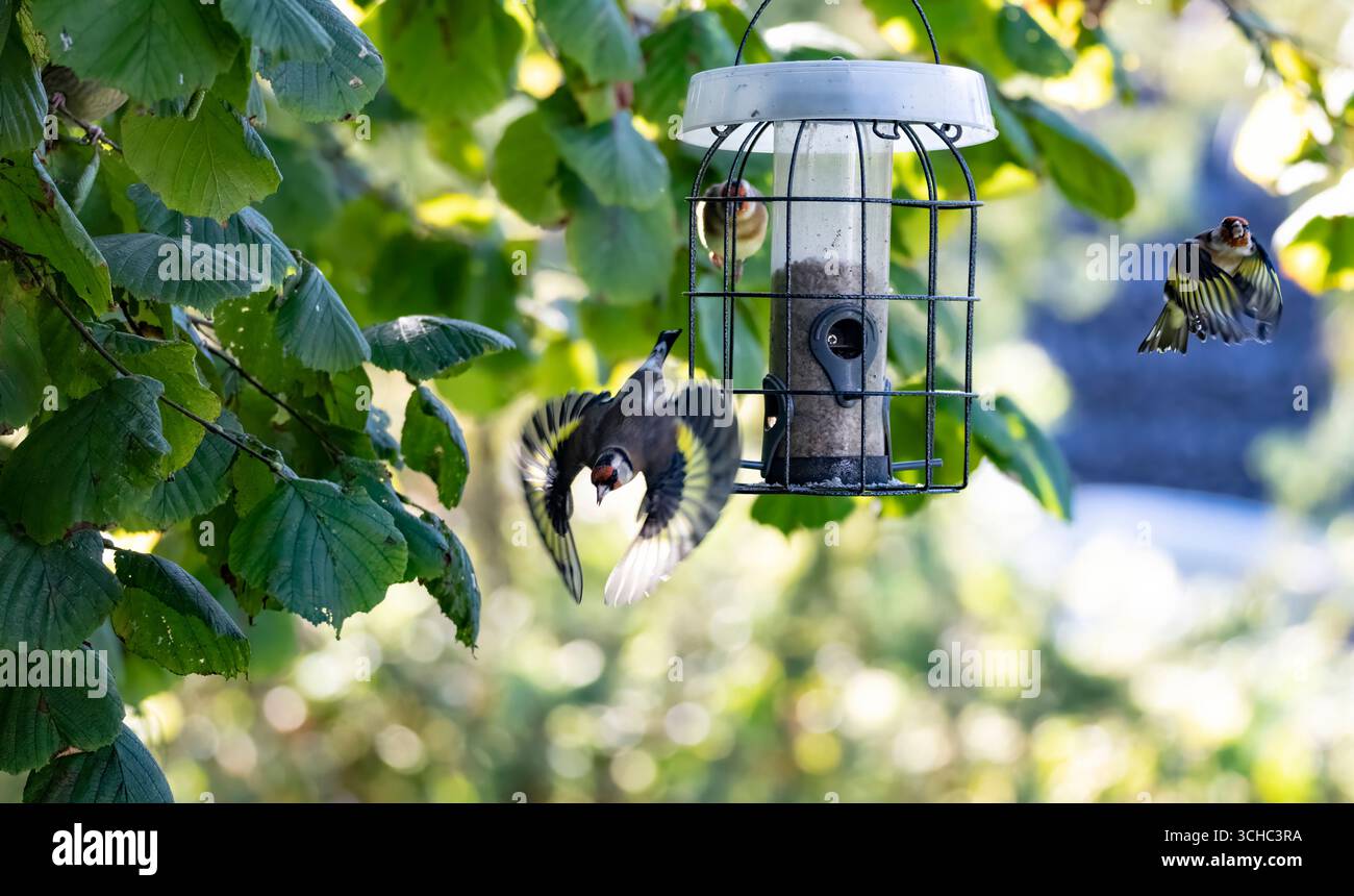 Der Europäische Goldfinch (Carduelis carduelis), ein kleiner Passerinvogel aus der Familie der finken. Stockfoto