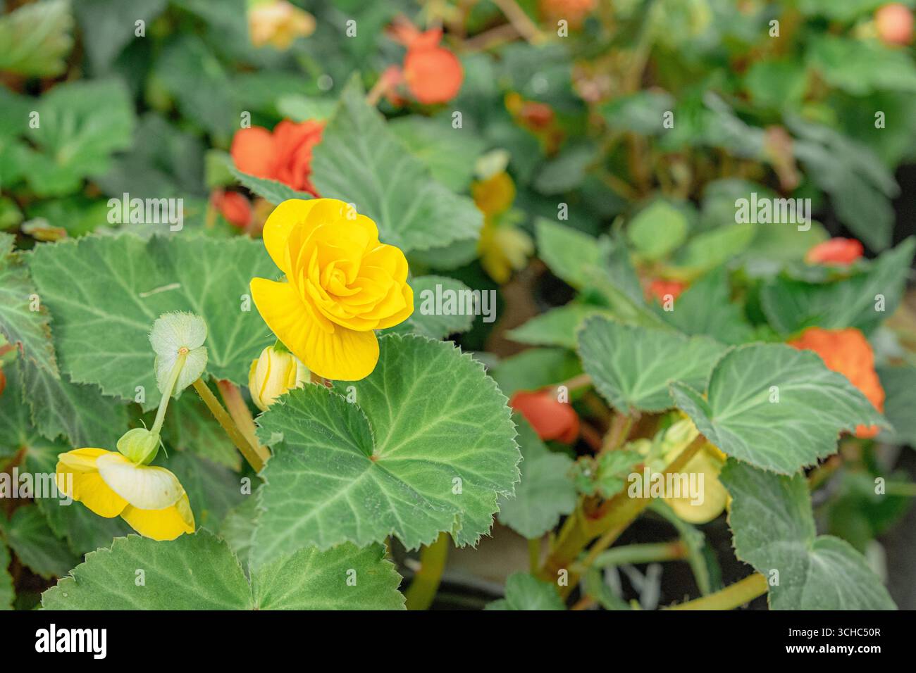 Orange und gelbe Begonienpflanzen mit grünen Blättern, die im Gewächshaus wachsen Stockfoto