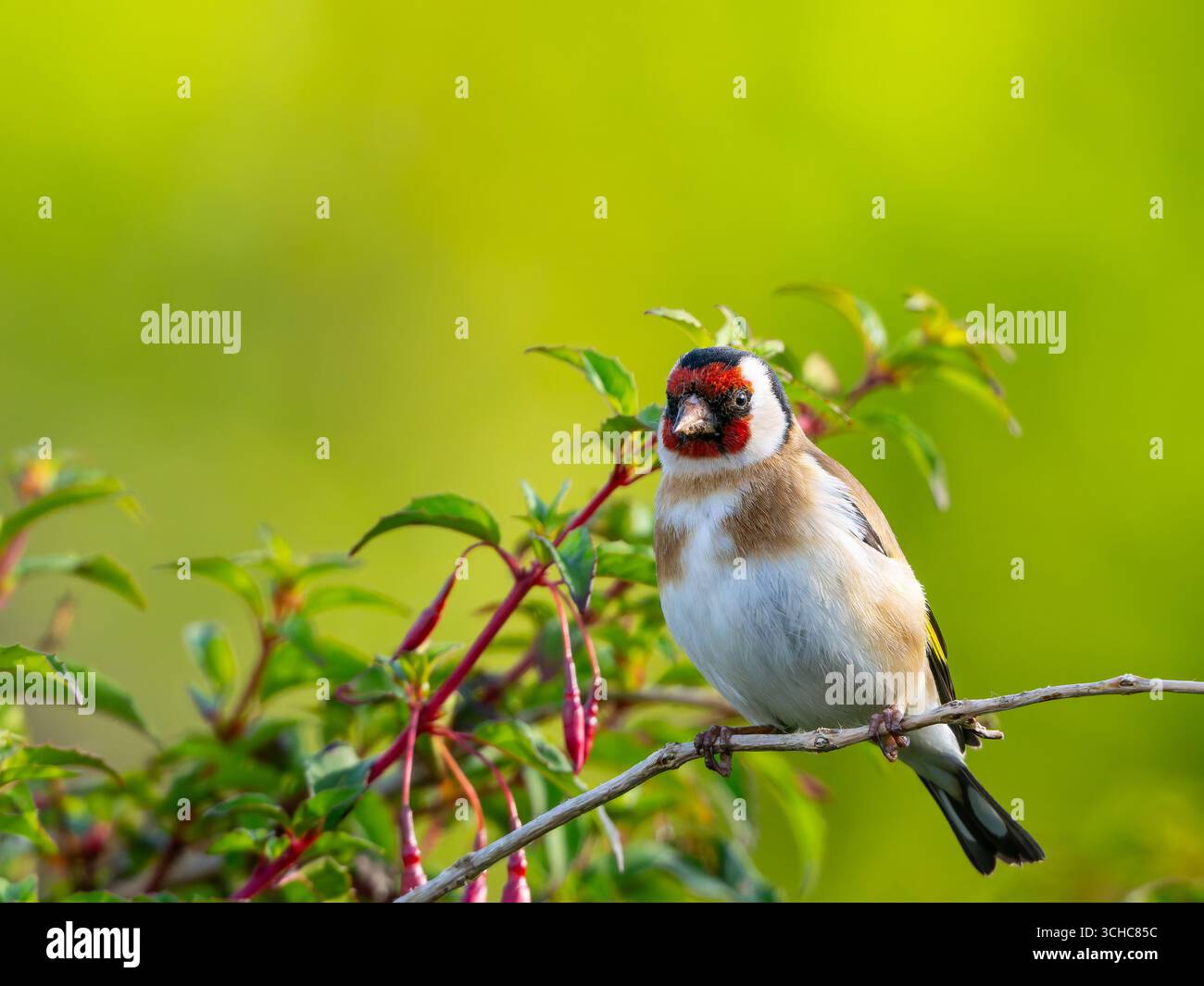 Ein europäischer Goldfink (Carduelis carduelis), der auf einem Baum thront Stockfoto