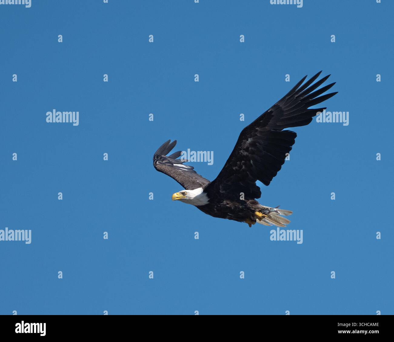 Der erwachsene Weißkopfseeadler nach dem Frühstück fliegt mit einem Fisch in den Klauen zurück Stockfoto