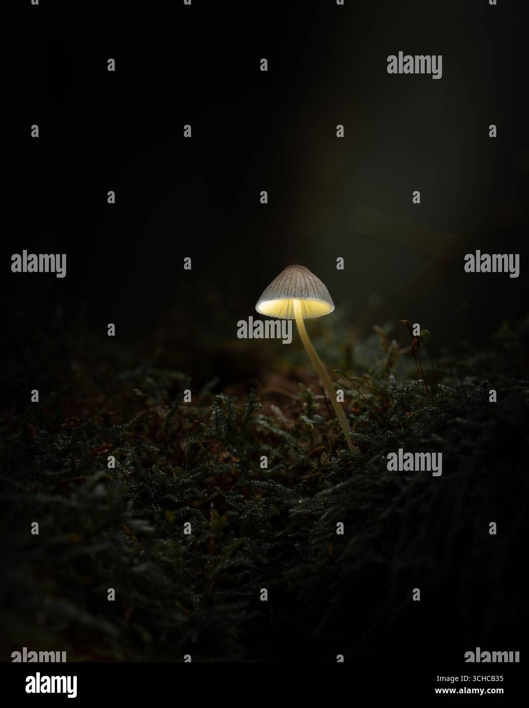 Ein zarter Pilz steht hoch und glüht mitten in einem dunklen Waldboden. Umgeben von Moos und Schatten, sieht es aus wie eine natürliche Laterne Stockfoto