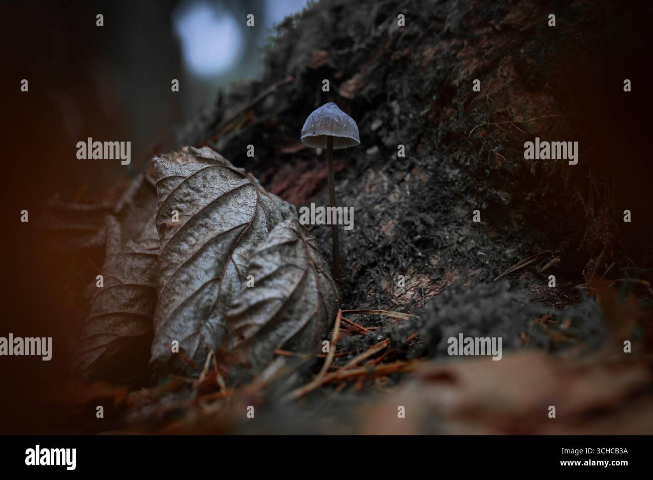 Ein kleiner Pilz steht allein neben getrockneten und gewellten Waldblättern auf dunklem Erdgrund. Die Szene fühlt sich ruhig und intim an Stockfoto