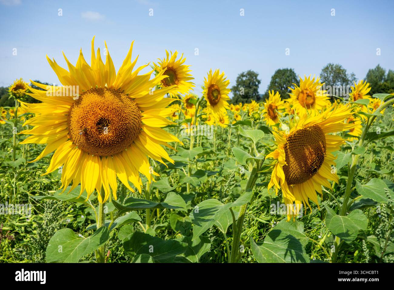 Sonnenblumen, die auf einer englischen Farm als Alternative zu den traditionellen landwirtschaftlichen Kulturen in Herefordshire Countryside England UK angebaut werden Stockfoto