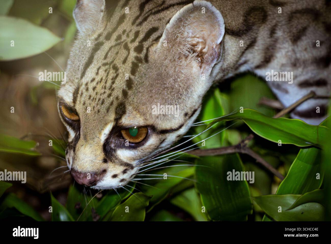 Margay at Night, Belize Zoo, Belize A Margay Leopardus wiedii at Night im Belize Zoo, Belize, 6. Juli 2025. Margays sind die kleinste Wildkatzenart in Belize und sind bekannt für ihre großen Augen, langen Schwänze und ihre Kletterkünste. Sie verbringen einen Großteil ihrer Zeit in Bäumen und nutzen ihre flexiblen Knöchel und starken Schwänze, um auszubalancieren und zu jagen. Obwohl sie schlafen und manchmal in Bäumen jagen, reisen sie meist auf dem Boden. Die Margays werden als beinahe bedroht eingestuft und sind durch das belizische Gesetz geschützt. Der Belize Zoo bietet ein sicheres Zuhause für Margays wie Rich, Beanie und Jeannie, Helpin Stockfoto