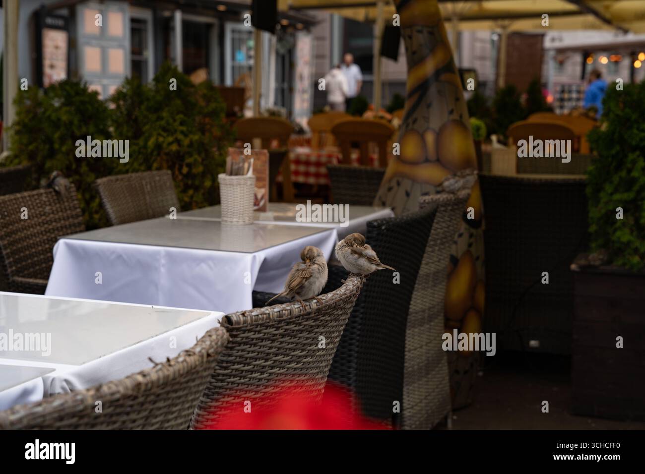 Zwei kleine Vögel auf Korbstuhl auf der Außenterrasse des Restaurants in Tallinn, Estland Stockfoto
