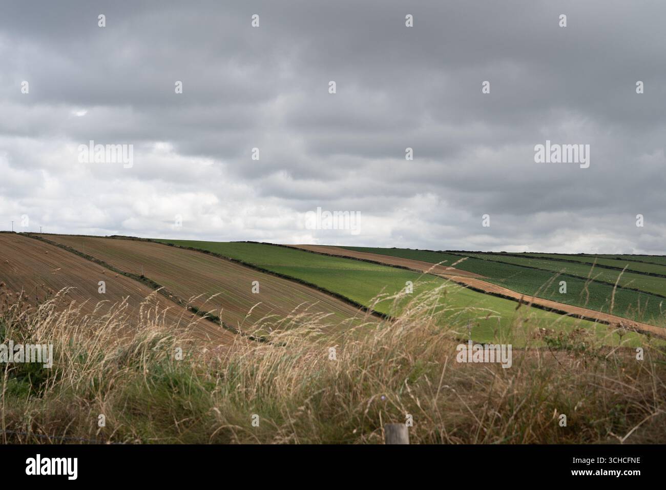 Ackerfeld, auf dem Gras wächst, mit langem Gras im Vordergrund Stockfoto