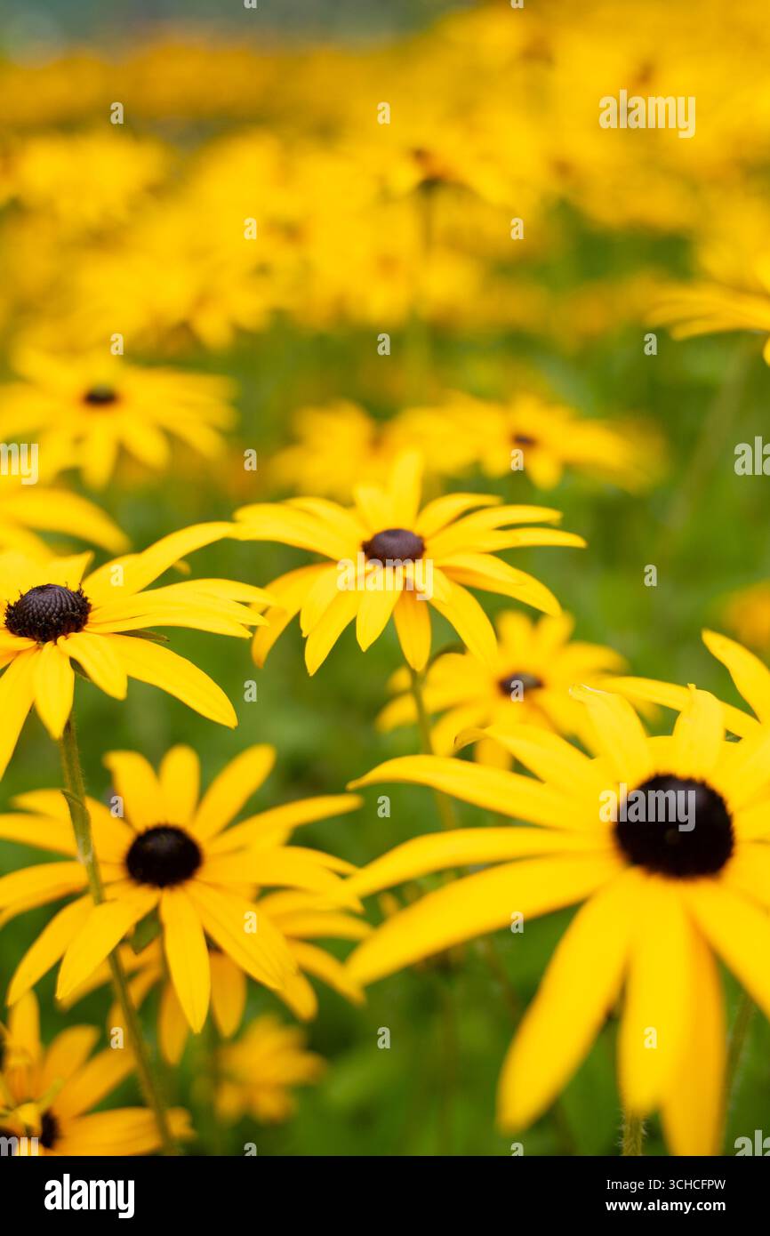 Hellgelbe Rudbeckia-Blüten im Sommergarten mit geringer Schärfentiefe Stockfoto