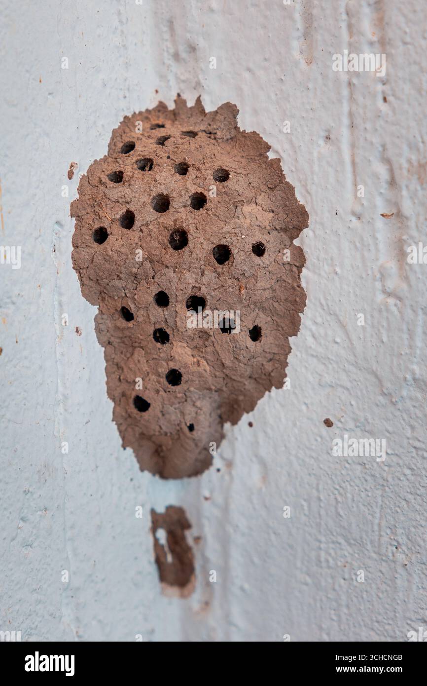 Nahaufnahme eines Schlammwespennest mit mehreren Löchern auf einer strukturierten weißen Wand, die die architektonischen Fähigkeiten des Insekts hervorheben Stockfoto