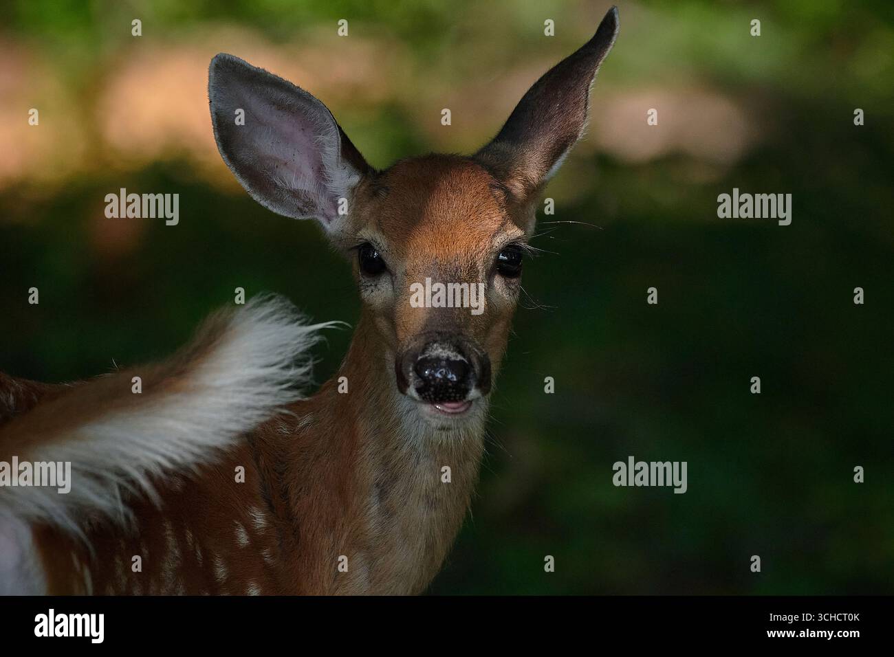 Baby Whitetail Stockfoto