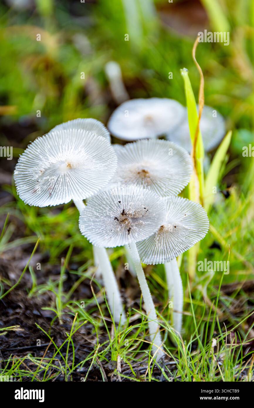 Im Gras des Waukesha County, Wisconsin, sprießen zarte Pilze mit Plissee-Falten, nach einem Sommerregen. Stockfoto
