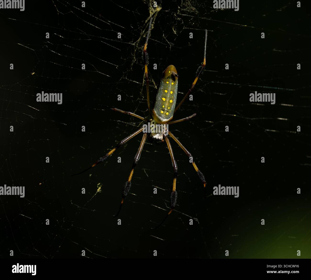 Bananenspinne in costa rica Stockfoto