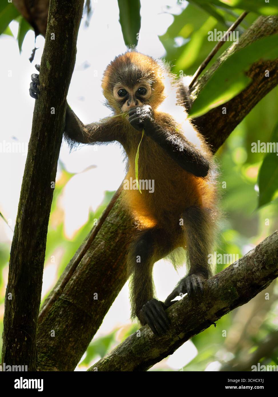 Baby Spider monkey Stockfoto