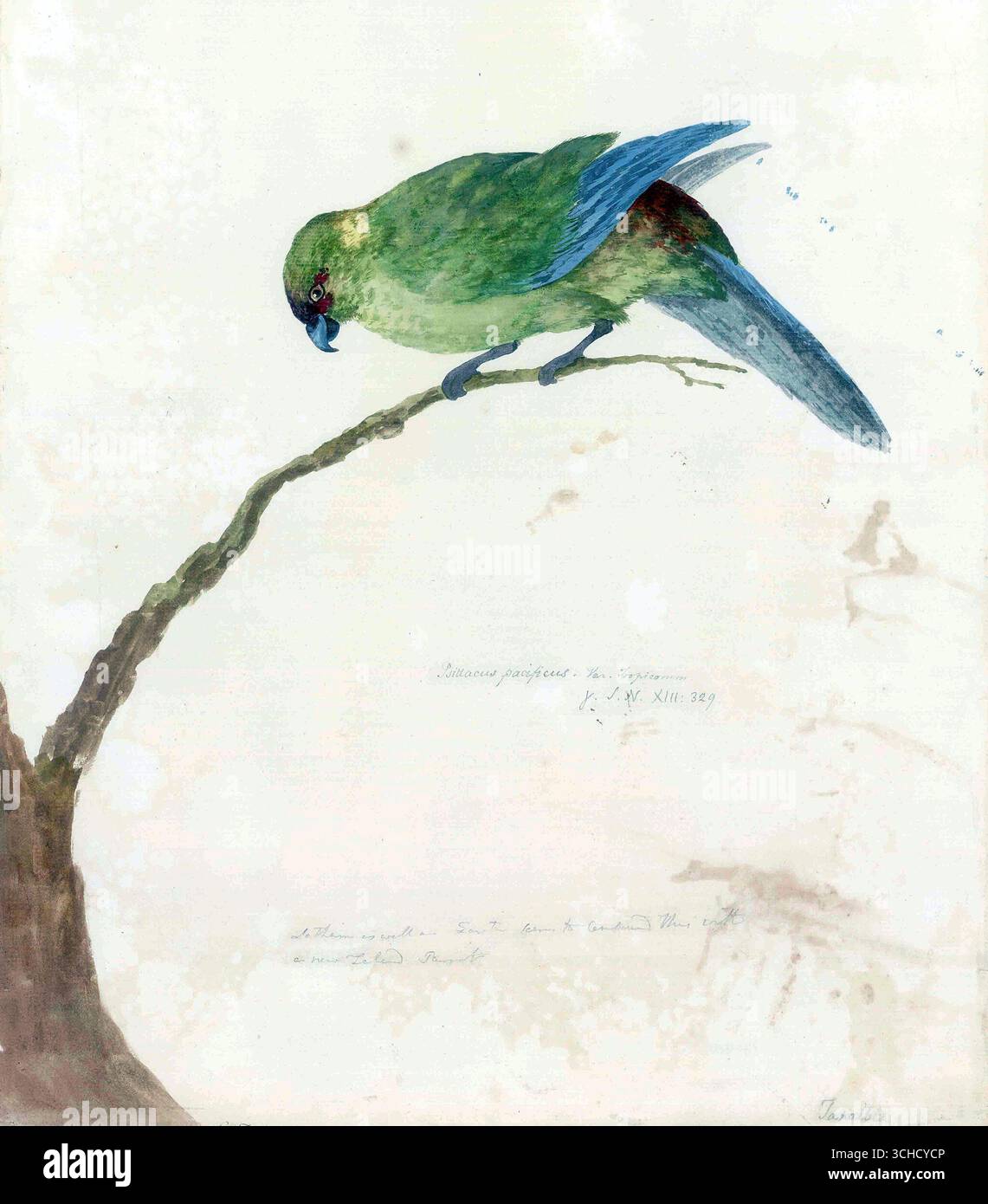 Aquarellgemälde des Schwarzfrontsittichs (Psittacus pacificus), kommentiert von George Forster. Entstanden während der zweiten Reise von Captain James Cook auf den südlichen Kontinent, 1774. Ff. 47. Stockfoto