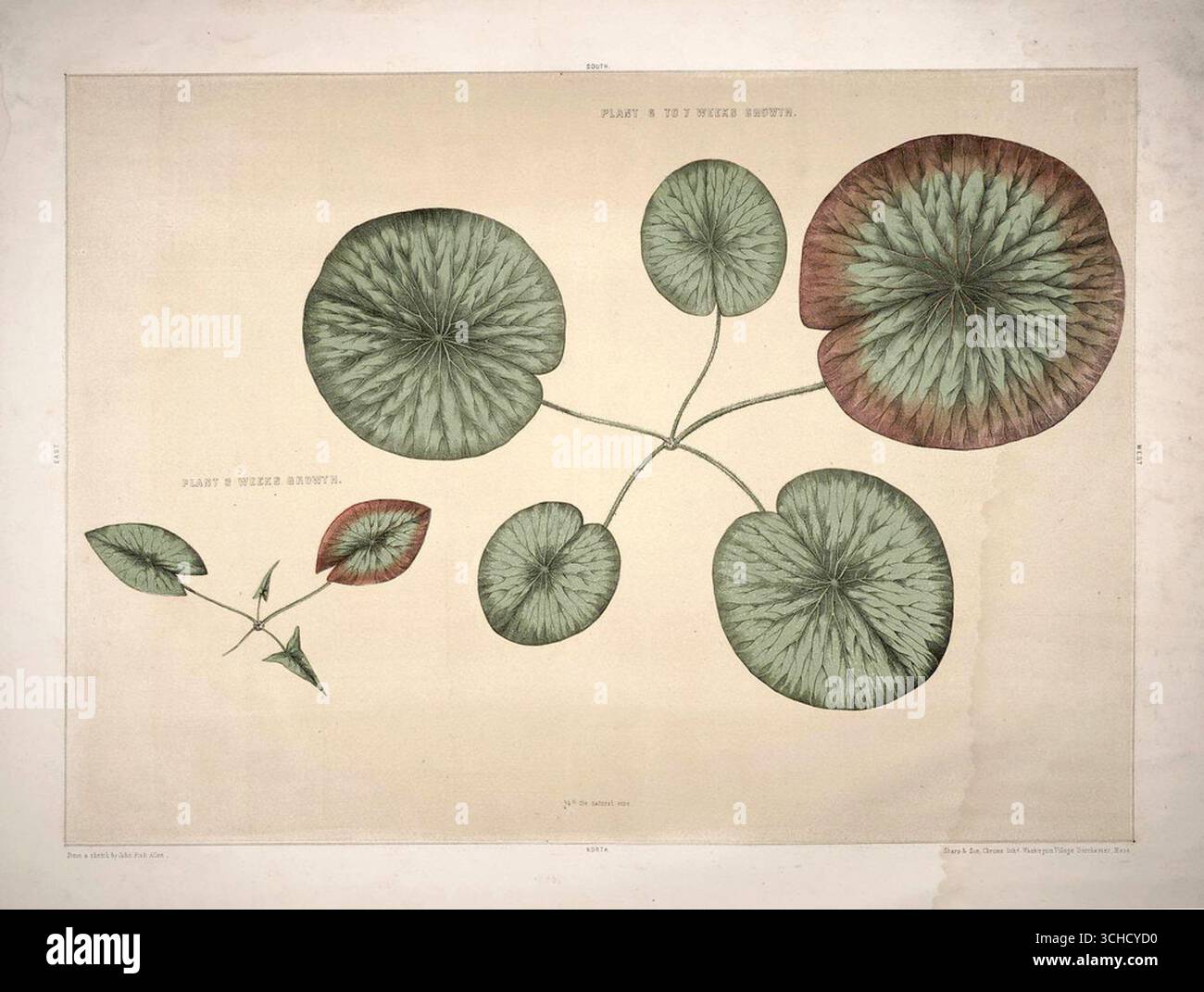 Historische botanische Darstellung der frühen Wachstumsstadien der Großen Seerose, Chromolithographie von William Sharp, 1854. Stockfoto