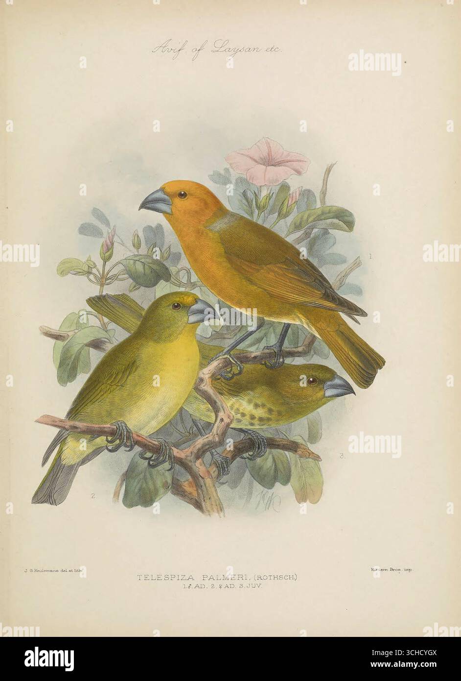 Vintage-Illustration von Telespiza palmeri, dem Laysan Finch, einem gefährdeten hawaiianischen Honigkriecher, der auf Laysan Island endemisch ist. Dargestellt auf blühenden Zweigen im erwachsenen und jungen Gefieder. Aus der Avifauna von Laysan und den Nachbarinseln (1893) von Lionel Walter Rothschild. Stockfoto