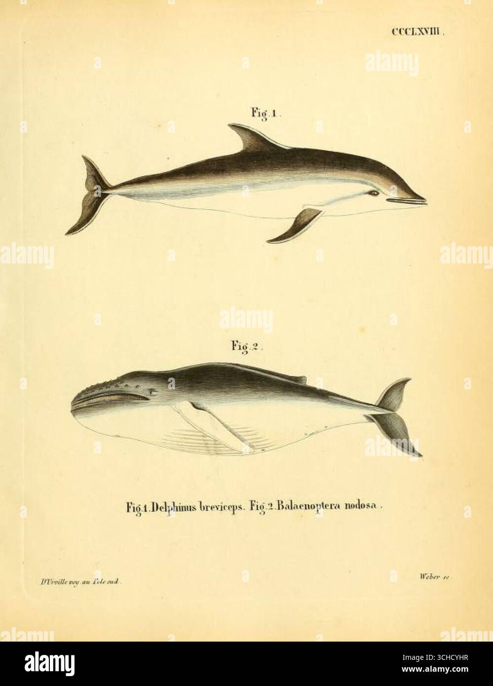 Historische Illustration von Delphinus breviceps (Abb. 1) und Balaenoptera nodosa (Abb. 2), Platte CCCLXVIII, aus die Säugthiere in Abbildungen nach der Natur, um 1846. Stockfoto