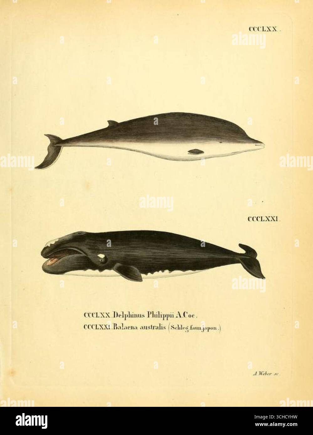 Historische Illustration von Delphinus Philippii (Platte CCCLXX) und Balaena australis (Platte CCCLXXI) aus die Säugthiere in Abbildungen nach der Natur, um 1846. Stockfoto