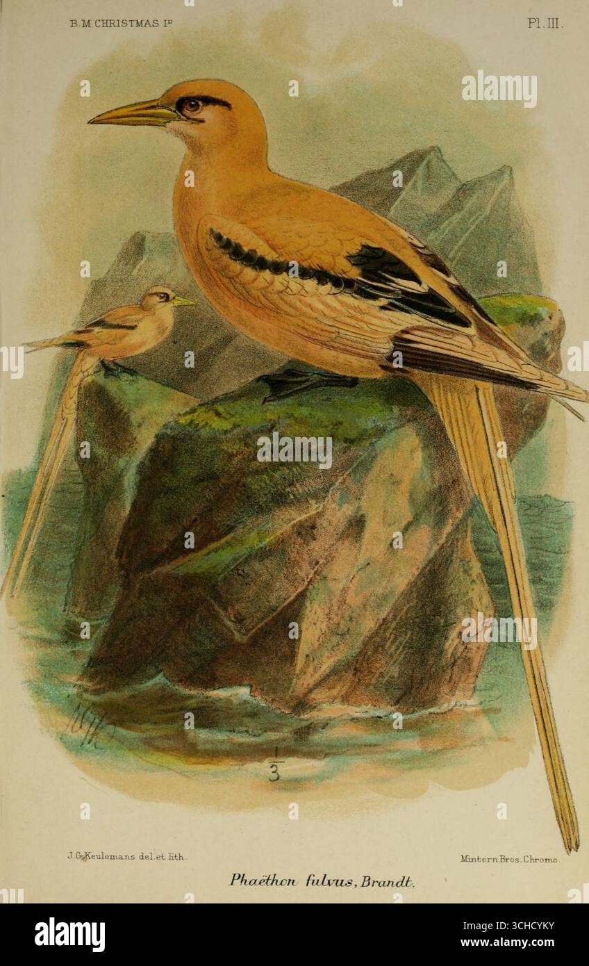 Platte III Illustration des goldenen Bohnenvogels (Phaethon fulvus Brandt), aus Einer Monografie der Weihnachtsinsel (Indischer Ozean) von Charles William Andrews. London, 1900. Stockfoto