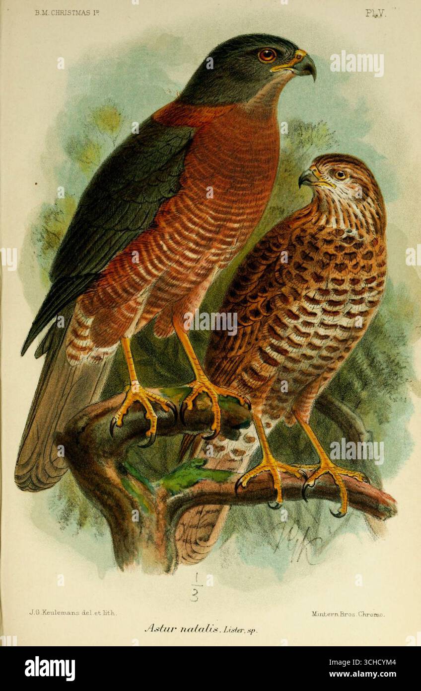 Platte V Illustration des Weihnachtsinsel-Goschawk (Accipiter natalis, ursprünglich als Astur natalis Lister, sp.), aus Einer Monografie der Weihnachtsinsel (Indischer Ozean) von Charles William Andrews. London, 1900. Stockfoto