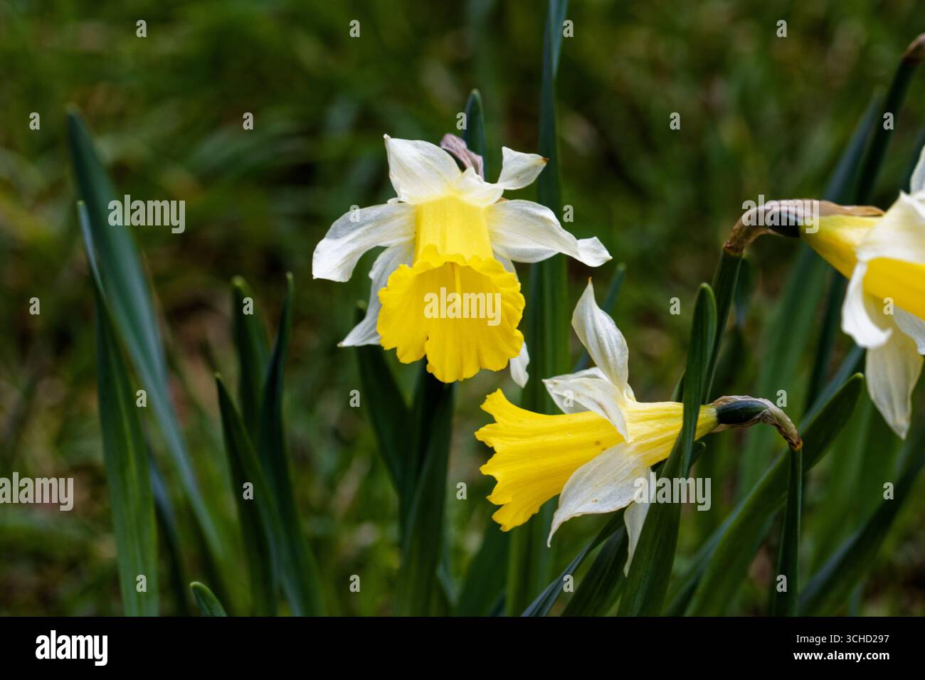 Eine frühblühende Miniatur-Narzissen, die im Herbst wächst und im Frühjahr blüht, mit cremefarbenen Blüten und einer Zitronengelben Trompete. Stockfoto