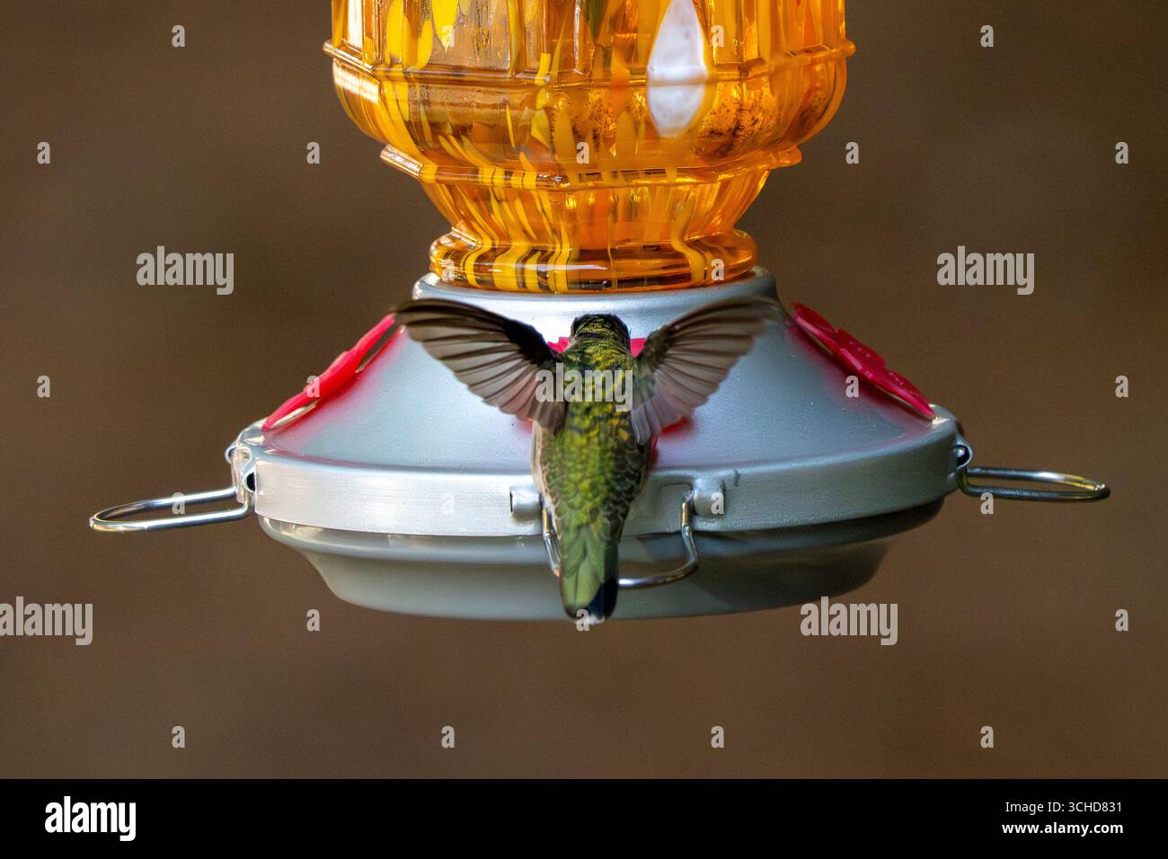 Teleaufnahmen eines Kolibri, der Nektar fresst. Stockfoto