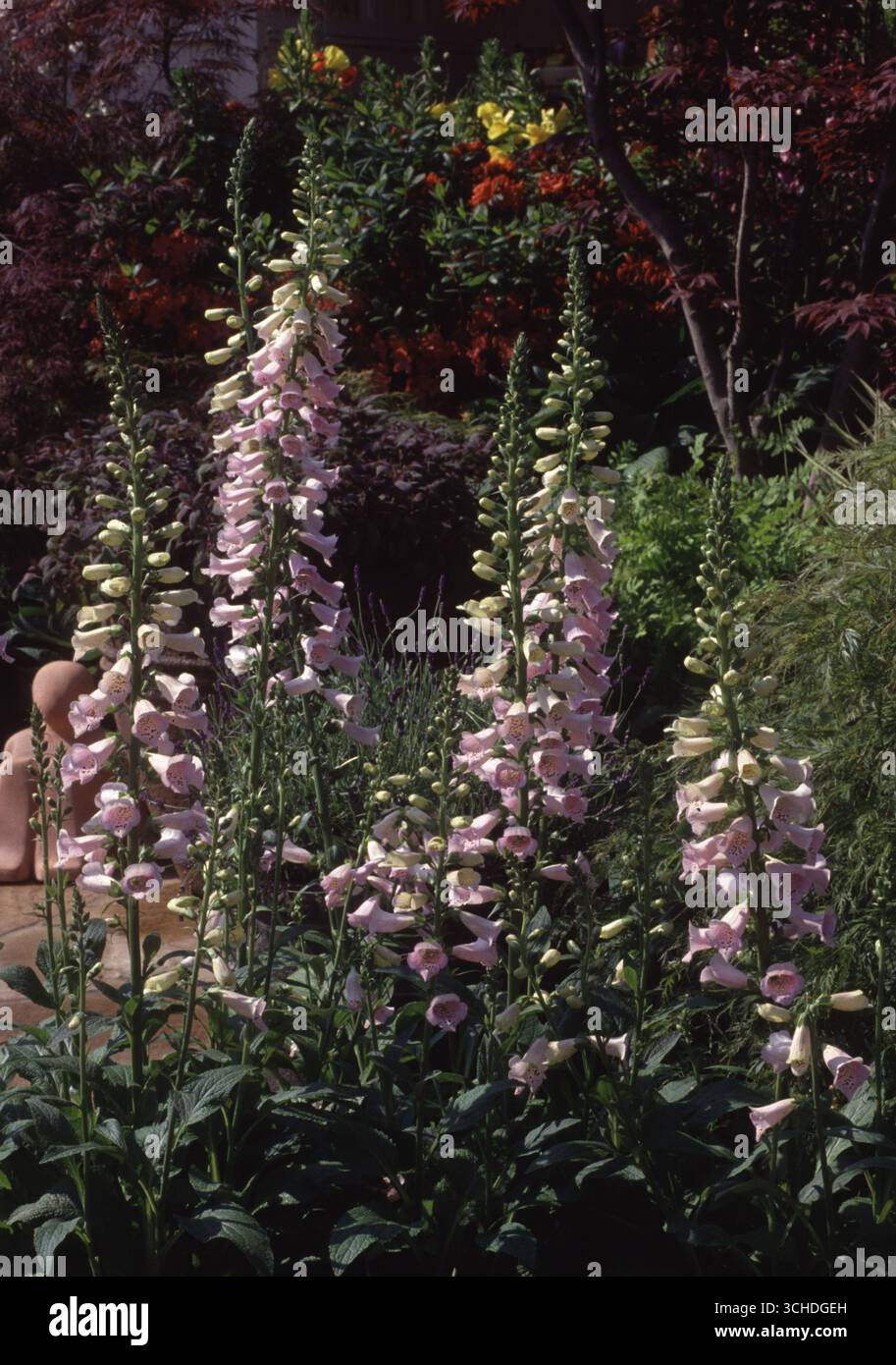 Hohe rosa Fuchshandschuhe stehen stolz inmitten eines vielfältigen Gartens voller grüner Laub und farbenfroher Blüten an einem sonnigen Tag. Stockfoto