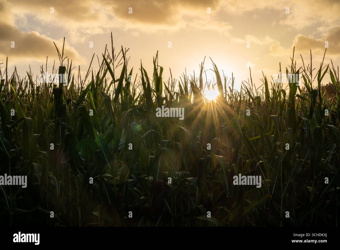 Maisfeld bei Sonnenaufgang mit goldenem Sonnenlicht Stockfoto