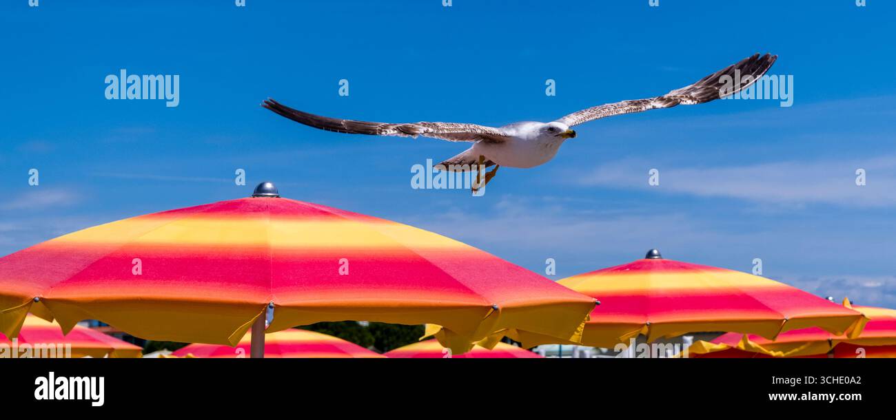 Panoramablick auf eine Möwe, die über große bunte Sonnenschirme fliegt. Stockfoto