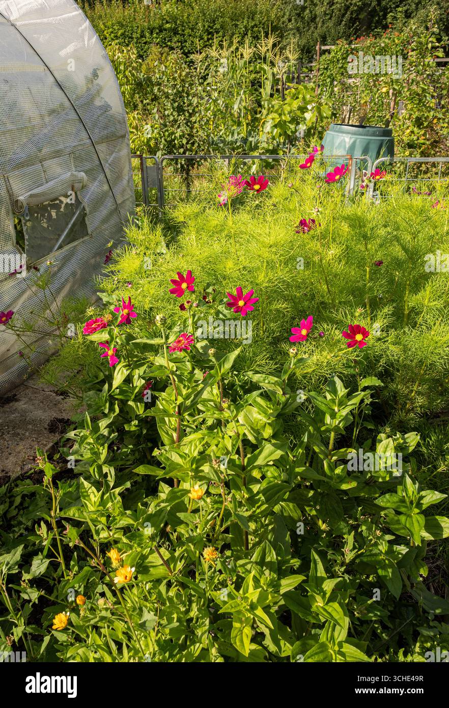 COSMOS und Zinnien wachsen neben einem Polytunnel in einem sonnigen Kleingarten Stockfoto