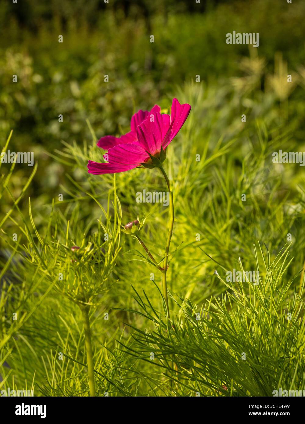 Hinterleuchtete dunkelrosa Blume von Cosmos bipinnatus „Dazzler“ in Blüte, die in einem Sommergarten im Vereinigten Königreich wächst Stockfoto