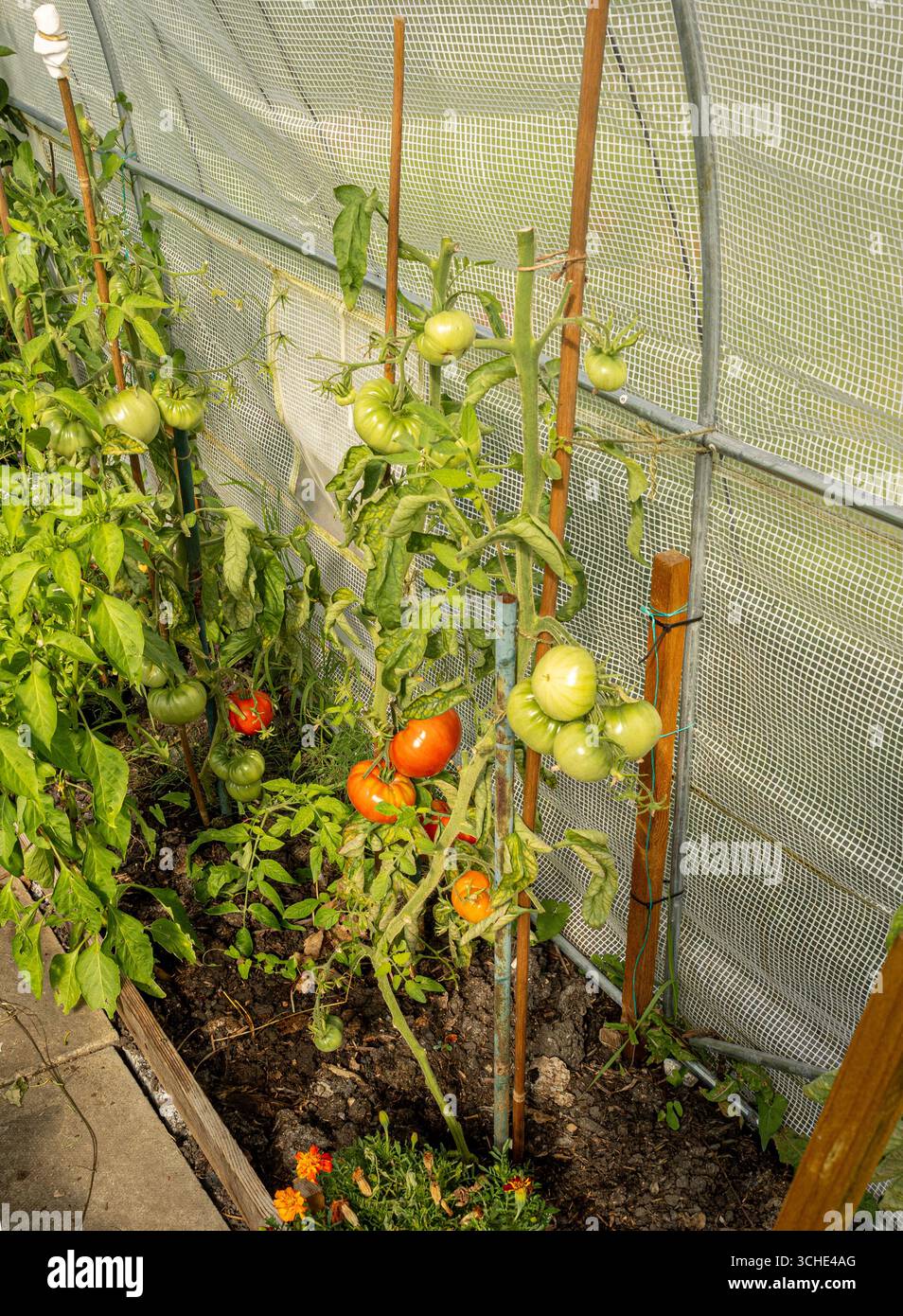 Tomaten, die in einem Polytunnel in einer britischen Kleingartenanlage Reifen. Stockfoto