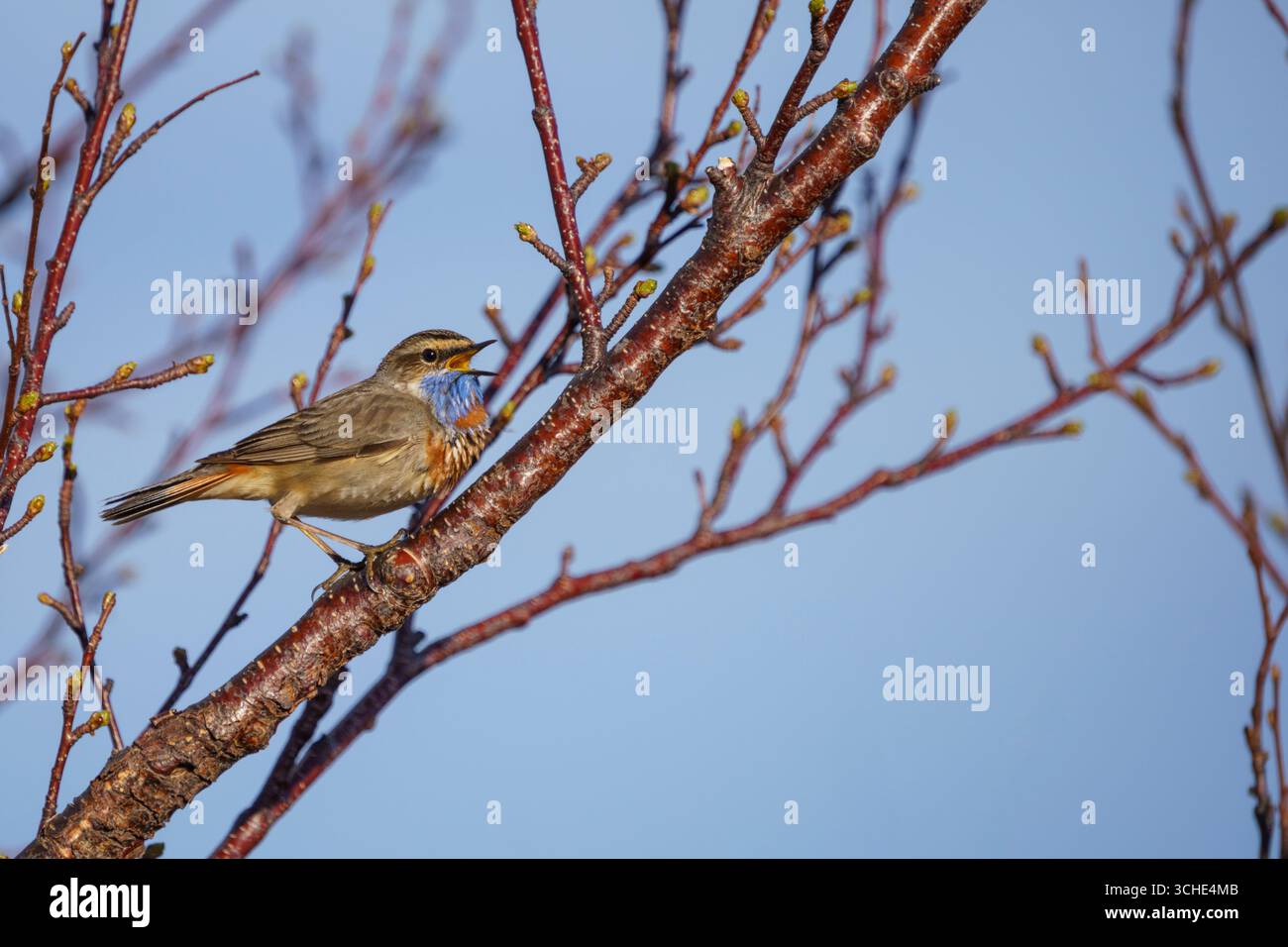 Bluethroat, Luscinia svecia sitzt in einer Birke mit offenem Schnabel, singend, Schwedisch Lappland, Schweden Stockfoto