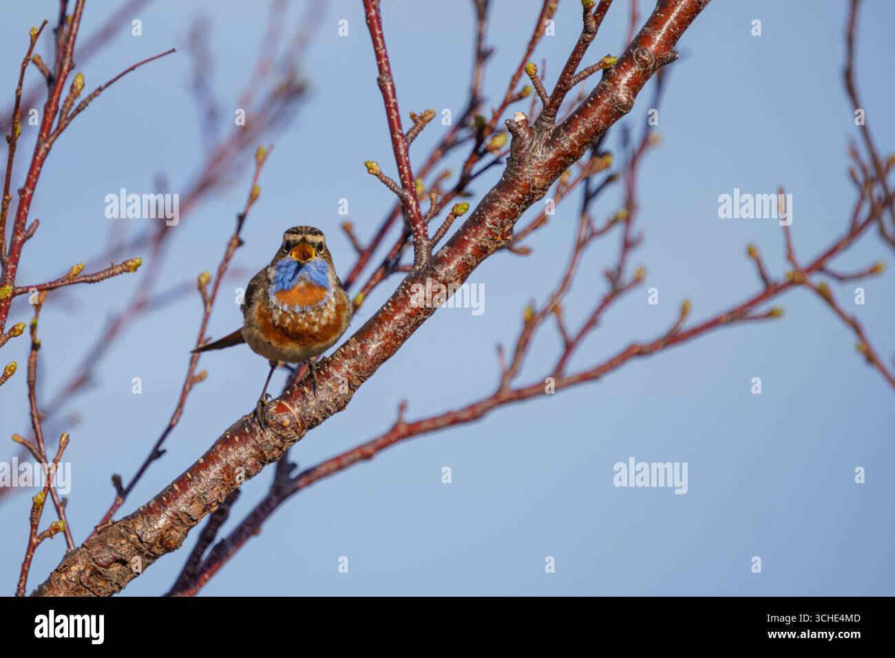 Bluethroat, Luscinia svecia sitzt in einer Birke mit offenem Schnabel, singend, Schwedisch Lappland, Schweden Stockfoto