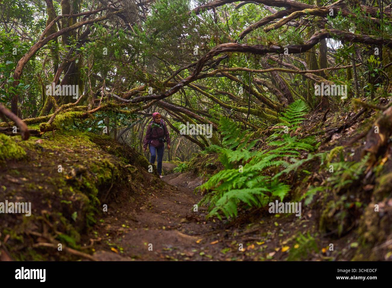 Ein einsamer Wanderer, der auf einem unbefestigten Pfad in einem nebeligen laurisilva-Wald mit üppigen Farnen spaziert Stockfoto