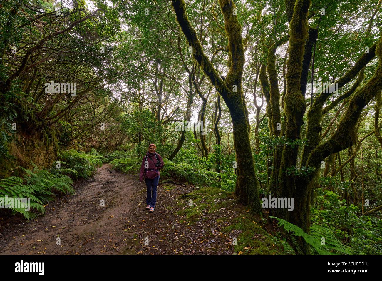 Ein einsamer Wanderer, der auf einem unbefestigten Pfad in einem nebeligen laurisilva-Wald mit üppigen Farnen spaziert Stockfoto