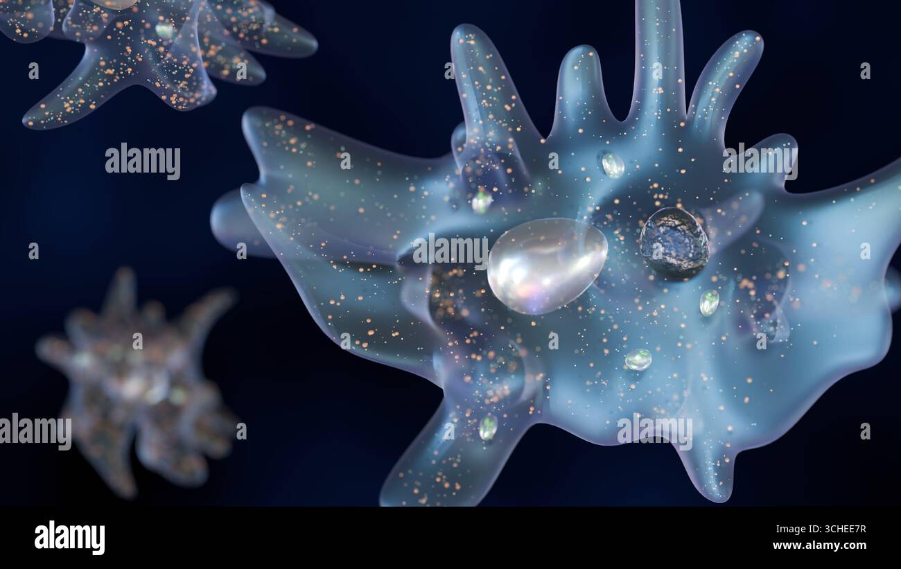 3D-Darstellung einer Amöbe, eines einzelligen Organismus. Sie wird vor einem dunklen Hintergrund präsentiert, der den durchscheinenden Körper der Amöbe hervorhebt. Stockfoto