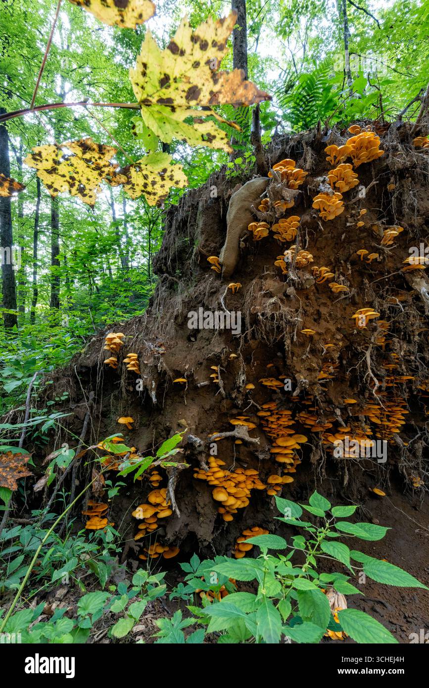 Große Kolonie von Jack-O'Lantern Pilzen (Omphalotus illudens), die auf Wurzeln eines großen gefallenen Baumes wachsen - Pisgah National Forest - Brevard, Nort Stockfoto