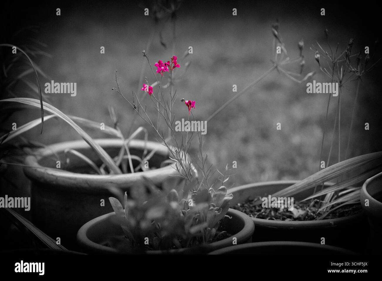 Rosafarbene Blütenblüte in selektiver Farbe mit schwarzem und weißem Hintergrund, romantische Blumenkunst, Liebe, Schönheit, Naturfotografie Stockfoto