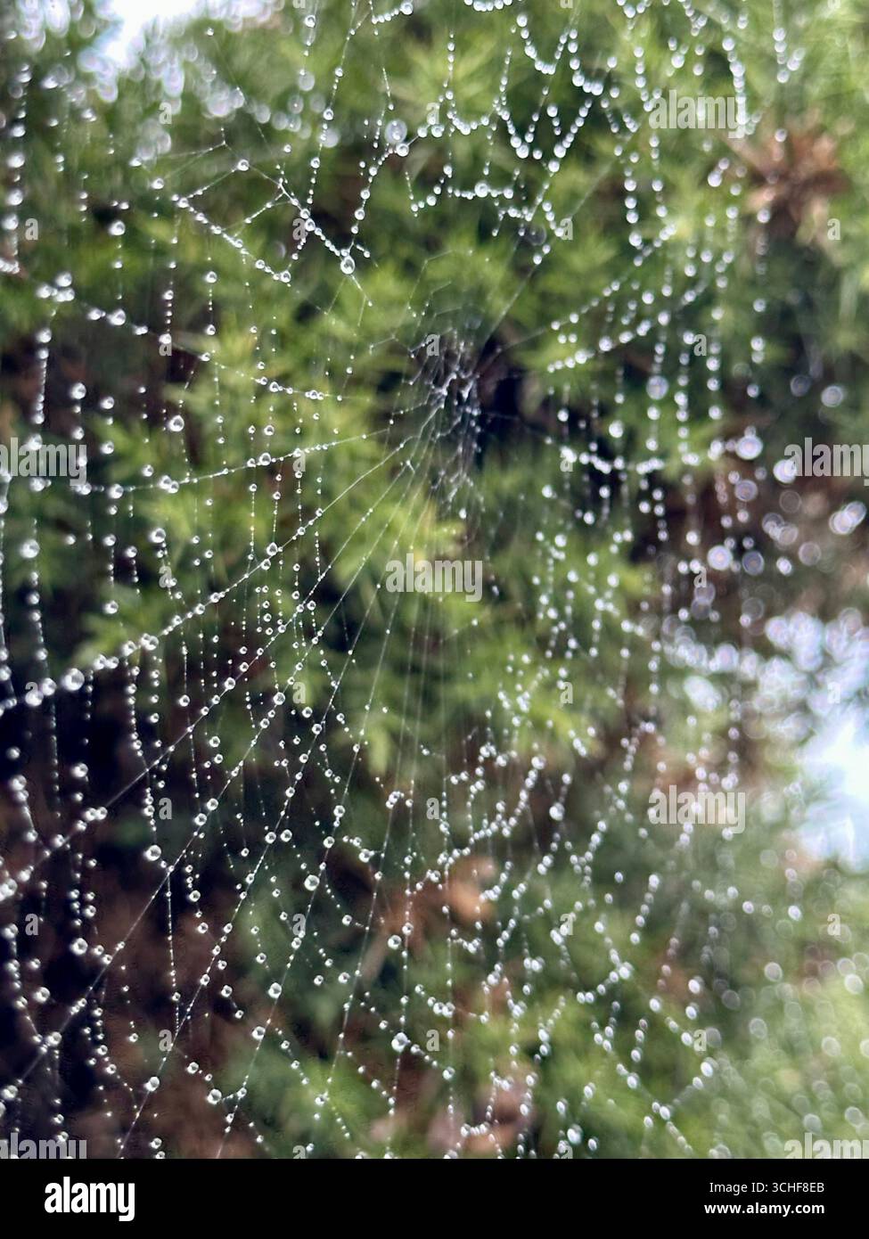 Ein Spinnennetz mit Wassertropfen mit grünen Sträuchern im Hintergrund - Smartphone-aufgenommenes Stockfoto