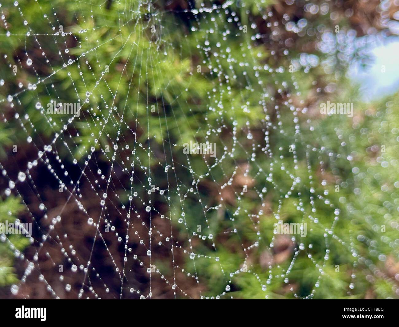 Ein Spinnennetz mit Wassertropfen mit grünen Sträuchern im Hintergrund - Smartphone-aufgenommenes Stockfoto