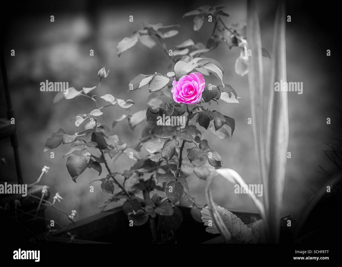 Rosafarbene Rosenblüte in selektiver Farbe mit schwarzem und weißem Hintergrund, romantische Blumenkunst, Liebe, Schönheit, Naturfotografie Stockfoto