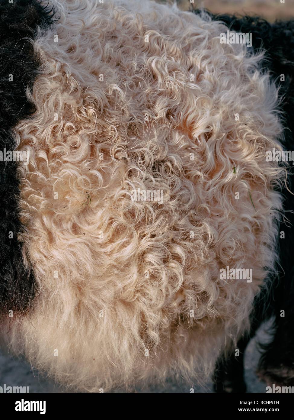 Das Belted Galloway Rinderfell ist doppelt: Ein langes, grobes Oberfell bietet Schutz und eine feine, weiche Unterwolle sorgt für Wärme. Stockfoto
