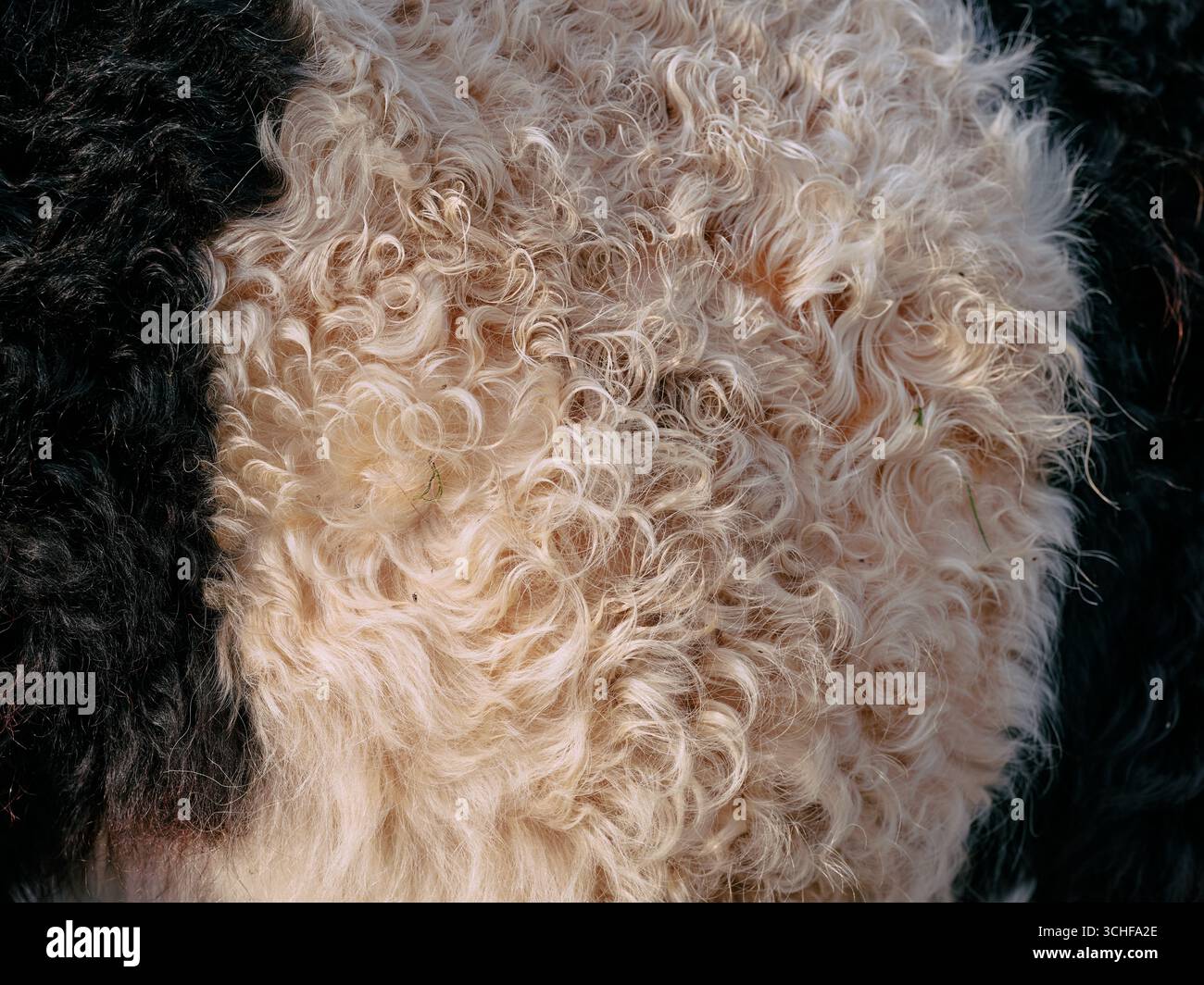 Das Belted Galloway Rinderfell ist doppelt: Ein langes, grobes Oberfell bietet Schutz und eine feine, weiche Unterwolle sorgt für Wärme. Stockfoto