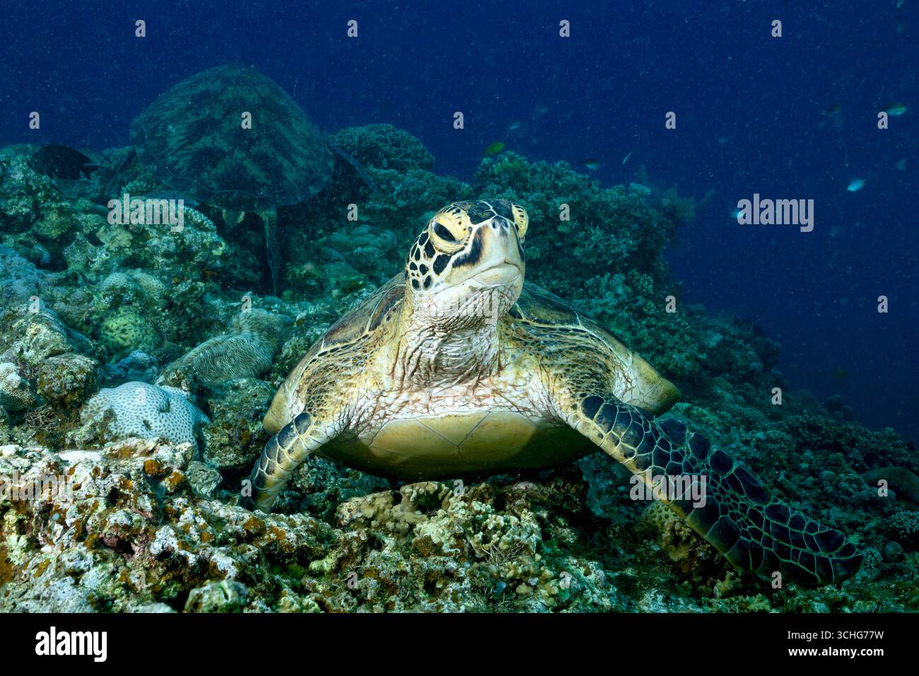 Meeresschildkröte, Schildkröte auf Korallen, Riffruhe, Schildkrötenverhalten, Lagunenriff, flaches Riff, Marine Artenvielfalt, bedrohte Arten, tropischer Ozean, Riff Stockfoto