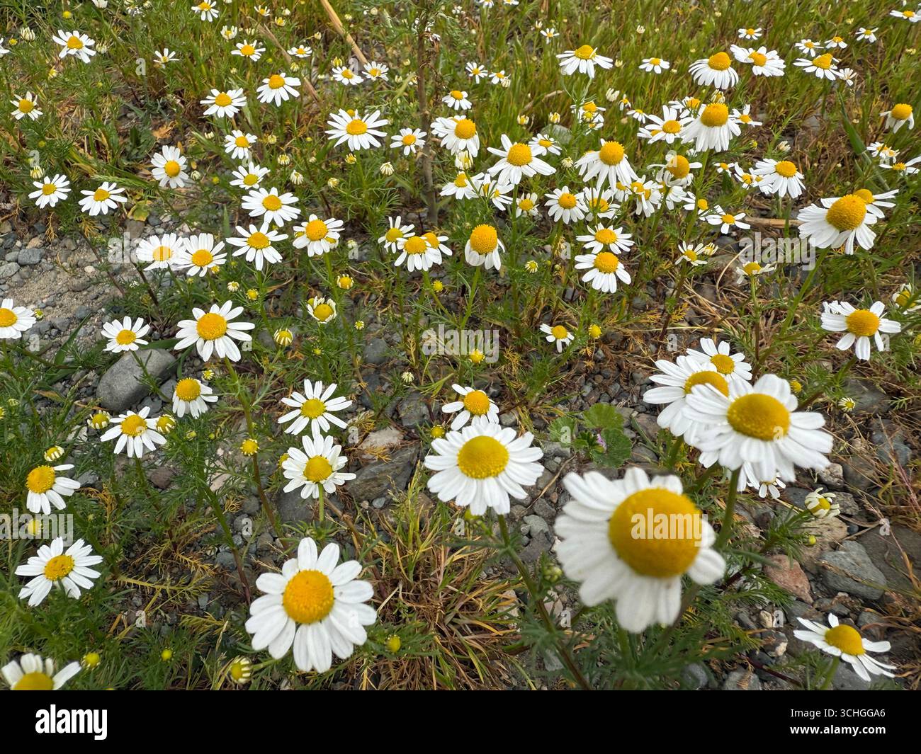 Chamomiles schmücken die Landschaften vieler Länder mit ihren leuchtend gelben Farben. Die Pflanze blüht in verschiedenen Lebensräumen, auch in Bergregionen - Smartphone-aufgenommenes Stockfoto