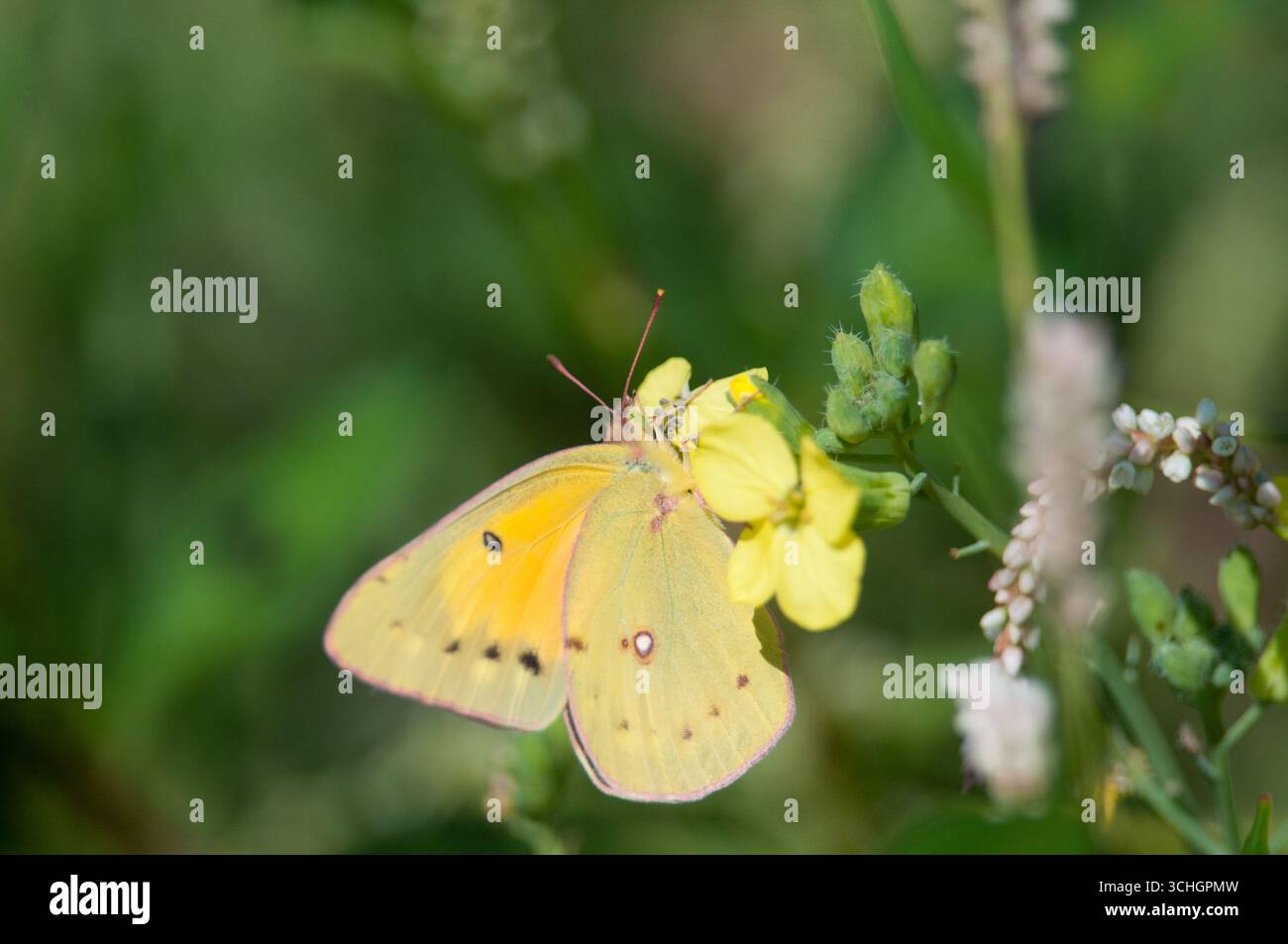Orangen-Schwefel-Schmetterling, der auf einer gelben Blume thront Stockfoto