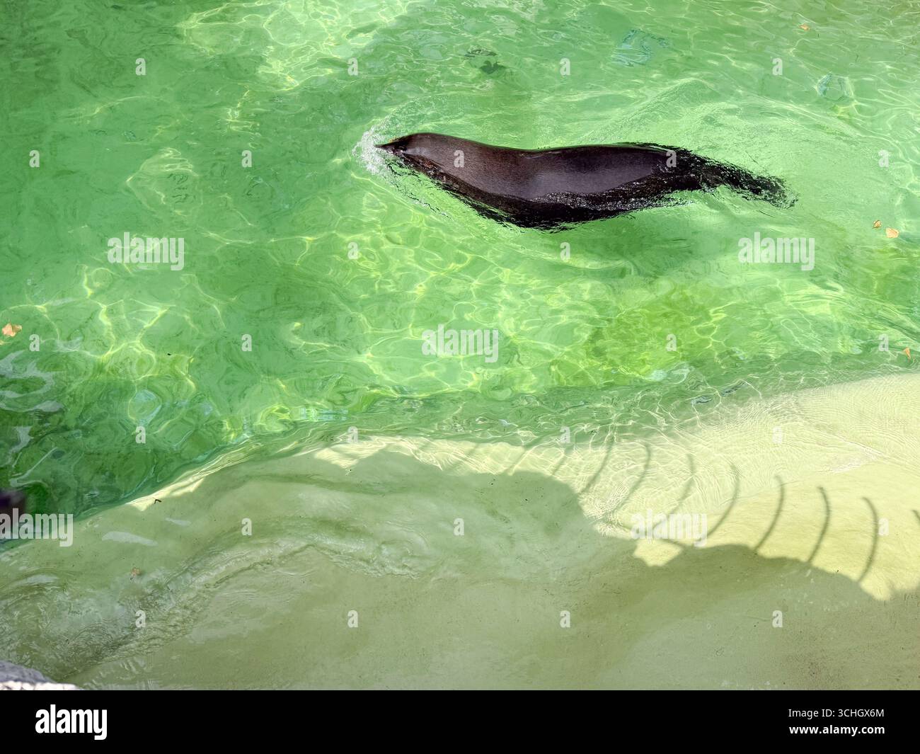 Seelöwen schwimmen in einem Wasserpool. Wassertiere, Bewegung und Anpassung von Meerestieren in kontrollierten Lebensräumen zur Beobachtung und Erhaltung Stockfoto